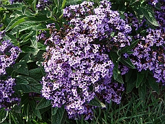 182 Longwood Gardens [2008 August 23]